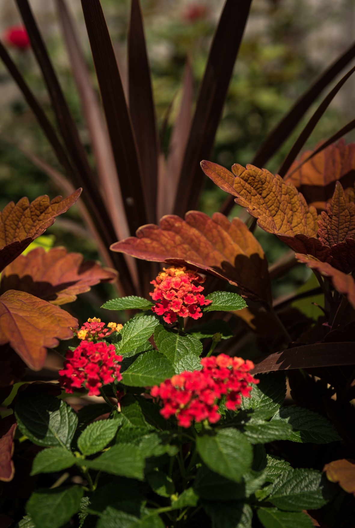 Lisa Swarthout's Garden